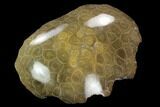 Polished Fossil Coral (Actinocyathus) Head - Morocco #128178-2